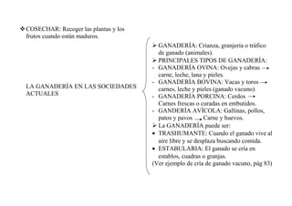 COSECHAR: Recoger las plantas y los
frutos cuando están maduros.

LA GANADERÍA EN LAS SOCIEDADES
ACTUALES

 GANADERÍA: Crianza, granjería o tráfico
de ganado (animales).
 PRINCIPALES TIPOS DE GANADERÍA:
- GANADERÍA OVINA: Ovejas y cabras
carne, leche, lana y pieles.
- GANADERÍA BOVINA: Vacas y toros
carnes, leche y pieles (ganado vacuno).
- GANADERÍA PORCINA: Cerdos
Carnes frescas o curadas en embutidos.
- GANDERÍA AVÍCOLA: Gallinas, pollos,
patos y pavos
Carne y huevos.
 La GANADERÍA puede ser:
• TRASHUMANTE: Cuando el ganado vive al
aire libre y se desplaza buscando comida.
• ESTABULARIA: El ganado se cría en
establos, cuadras o granjas.
(Ver ejemplo de cría de ganado vacuno, pág 83)

 