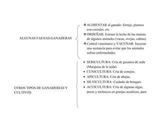 ALGUNAS FAENAS GANADERAS

OTROS TIPOS DE GANADERÍAS Y
CULTIVOS.

ALIMENTAR al ganado: forraje, piensos
con cereales, etc.
ORDEÑAR: Extraer la leche de las mamas
de algunos animales (vacas, ovejas, cabras)
Control veterinario y VACUNAR: Inyectar
una sustancia para evitar que los animales
sufran enfermedades.
• SERICULTURA: Cría de gusanos de seda
(Mariposa de la seda).
• CUNICULTURA: Cría de conejos.
• APICULTURA: Cría de abejas.
• SILVICULTURA: Cuidado de bosques.
• ACUICULTURA: Cría de algunas algas,
peces y moluscos en granjas acuáticas, para

 