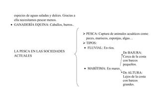 especies de aguas saladas y dulces. Gracias a
ella necesitamos pescar menos.
• GANADERÍA EQUINA: Caballos, burros..

LA PESCA EN LAS SOCIEDADES
ACTUALES

 PESCA: Captura de animales acuáticos como
peces, mariscos, esponjas, algas…
 TIPOS:
• FLUVIAL: En ríos.
De BAJURA:
Cerca de la costa
con barcos
pequeños.
• MARÍTIMA: En mares
De ALTURA:
Lejos de la costa
con barcos
grandes.

 