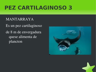 PEZ CARTILAGINOSO 3

    MANTARRAYA
    Es un pez cartilaginoso 
    de 8 m de envergadura 
      quese alimenta de 
      plancton




                                
 