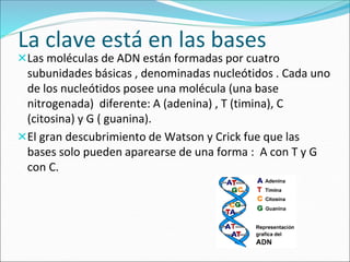 La clave está en las bases
Las moléculas de ADN están formadas por cuatro
subunidades básicas , denominadas nucleótidos . Cada uno
de los nucleótidos posee una molécula (una base
nitrogenada) diferente: A (adenina) , T (timina), C
(citosina) y G ( guanina).
El gran descubrimiento de Watson y Crick fue que las
bases solo pueden aparearse de una forma : A con T y G
con C.
 
