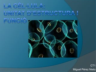 La cèl·lula:unitat d’estructura i funció CT1 Miguel Pérez Nieto 
