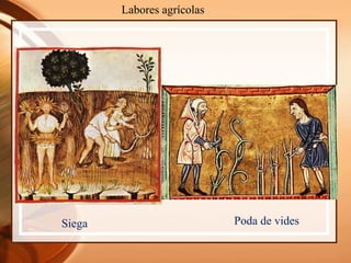 Labores agrícolas
Siega Poda de vides
 