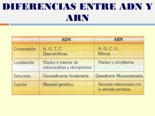 DIFERENCIAS ENTRE ADN Y
ARN
 