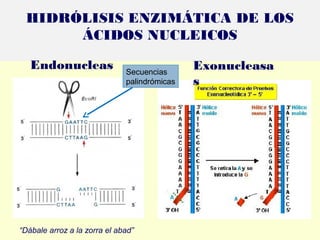 HIDRÓLISIS ENZIMÁTICA DE LOS
ÁCIDOS NUCLEICOS
Endonucleas
as
Exonucleasa
s
Secuencias
palindrómicas
“Dábale arroz a la zorra el abad”
 