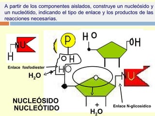 A partir de los componentes aislados, construye un nucleósido y
un nucleótido, indicando el tipo de enlace y los productos de las
reacciones necesarias.
H2O
+
H2O +
Enlace N-glicosídico
Enlace fosfodiester
NUCLEÓSIDO
NUCLEÓTIDO
 