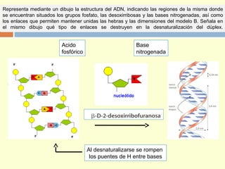 Representa mediante un dibujo la estructura del ADN, indicando las regiones de la misma donde
se encuentran situados los grupos fosfato, las desoxirribosas y las bases nitrogenadas, así como
los enlaces que permiten mantener unidas las hebras y las dimensiones del modelo B. Señala en
el mismo dibujo qué tipo de enlaces se destruyen en la desnaturalización del dúplex.
Acido
fosfórico
Base
nitrogenada
Al desnaturalizarse se rompen
los puentes de H entre bases
 