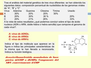 Tras el análisis del material genético de tres virus diferentes se han obtenido los
siguientes datos: composición porcentual de nucleótidos de los genomas virales
de “A”, “B” y “C”
Vírus Adenina Guanina Citosina Timina Uracilo
A 30% 20% 20% 30%
B 20% 30% 30 % 20%
C 20% 21% 26% 33%
A la vista de estos resultados ¿qué podemos concluir sobre el tipo de ácido
nucleico (ADN o ARN, doble hebra o hebra sencilla) que compone el genoma de
cada virus?:
A: virus de ADN2c,
B: virus de ARN2c
C: virus de ARN1c
Indica el tipo de molécula que aparece en la
figura e indica las principales características de
la misma que te han llevado a reconocerla.
Indica su función biológica.
desoxirribonucleótido monofosfato de base
púrica (dAMP o dGMP): Componente del
ADN ,concretamente dAMP
 