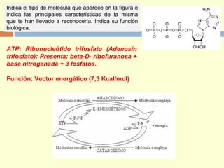 Indica el tipo de molécula que aparece en la figura e
indica las principales características de la misma
que te han llevado a reconocerla. Indica su función
biológica.
ATP: Ribonucleótido trifosfato (Adenosín
trifosfato): Presenta: beta-D- ribofuranosa +
base nitrogenada + 3 fosfatos.
Función: Vector energético (7,3 Kcal/mol)
 