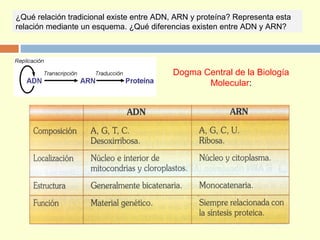¿Qué relación tradicional existe entre ADN, ARN y proteína? Representa esta
relación mediante un esquema. ¿Qué diferencias existen entre ADN y ARN?
Dogma Central de la Biología
Molecular:
 
