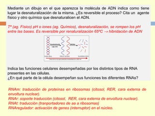 Mediante un dibujo en el que aparezca la molécula de ADN indica como tiene
lugar la desnaturalización de la misma. ¿Es reversible el proceso? Cita un agente
físico y otro químico que desnaturalicen el ADN.
Tª (ag. Físico) pH o iones (ag. Químico), desnaturalización, se rompen los pH
entre las bases. Es reversible por renaturalización 65ºC → hibridación de ADN
Indica las funciones celulares desempeñadas por los distintos tipos de RNA
presentes en las células.
¿En qué parte de la célula desempeñan sus funciones los diferentes RNAs?
RNAm: traducción de proteínas en ribosomas (citosol, RER, cara externa de
envoltura nuclear).
RNAr: soporte traducción (citosol, RER, cara externa de envoltura nuclear).
RNAt: traducción (tranportadores de aa a ribosomas)
RNAregulador: activación de genes (interruptor) en el núcleo.
 