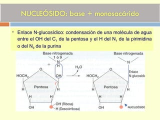  Enlace N-glucosídico: condensación de una molécula de agua
entre el OH del C1 de la pentosa y el H del N1 de la pirimidina
o del N9 de la purina
 