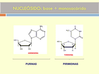 PURINAS PIRIMIDINAS
 