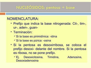 NOMENCLATURA:
 Prefijo que indica la base nitrogenada: Cit-, tim-,
ur-, aden-, guan-
 Terminación:
 Si la base es pirimidínica: -idina
 Si la base es púrica: -osina
 Si la pentosa es desoxirribosa, se coloca el
prefijo desoxi- delante del nombre. Si la pentosa
es ribosa, no se pone prefijo.
 Ej. Desoxicitosina, Timidina, Adenosina,
Desoxiadenosina
 
