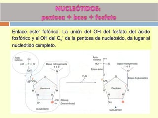 Enlace ester fofórico: La unión del OH del fosfato del ácido
fosfórico y el OH del C5´ de la pentosa de nucleósido, da lugar al
nucleótido completo.
 