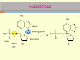 N
N
N
N
NH2
H
OH
O
OH
OH
P
O
OH
OH
OH
adenina
desoxirribosa
fosfato
enlace
ester
enlace N-glucosídico
P
O
OH
OH
O
CH2O
OH
N
N
N
N
NH2
 