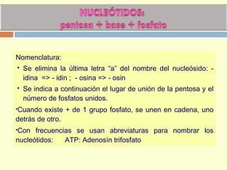 Nomenclatura:
 Se elimina la última letra “a” del nombre del nucleósido: -
idina => - idin ; - osina => - osin
 Se indica a continuación el lugar de unión de la pentosa y el
número de fosfatos unidos.
Cuando existe + de 1 grupo fosfato, se unen en cadena, uno
detrás de otro.
Con frecuencias se usan abreviaturas para nombrar los
nucleótidos: ATP: Adenosín trifosfato
 
