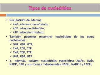  Nucleótidos de adenina:
 AMP: adenosin monofosfato,
 ADP: adenosín disfosfato,
 ATP: adenosín trifosfato.
 También podemos encontrar nucleótidos de los otros
nucleósidos:
 GMP, GDP, GTP,
 CMP, CDP, CTP,
 TMP, TDP, TTP,
 UMP, UDP, UTP
 Y, además, existen nucleótidos especiales: AMPc, NAD,
NADP, FAD y sus formas hidrogenadas NADH, NADPH y FADH2
 