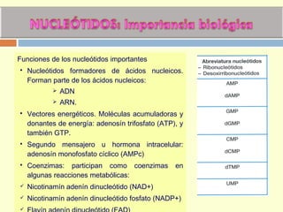 Funciones de los nucleótidos importantes
 Nucleótidos formadores de ácidos nucleicos.
Forman parte de los ácidos nucleicos:
 ADN
 ARN.
 Vectores energéticos. Moléculas acumuladoras y
donantes de energía: adenosín trifosfato (ATP), y
también GTP.
 Segundo mensajero u hormona intracelular:
adenosín monofosfato cíclico (AMPc)
 Coenzimas: participan como coenzimas en
algunas reacciones metabólicas:
 Nicotinamín adenín dinucleótido (NAD+)
 Nicotinamín adenín dinucleótido fosfato (NADP+)

 