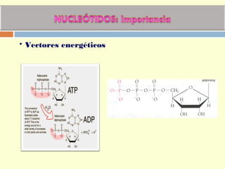  Vectores energéticos
 