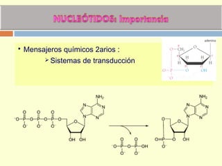  Mensajeros químicos 2arios :
 Sistemas de transducción
 