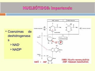  Coenzimas de
deshidrogenasa
s
 NAD+
 NADP+
 