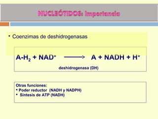 A-H2 + NAD+
A + NADH + H+
deshidrogenasa (DH)
 Coenzimas de deshidrogenasas
Otras funciones:
 Poder reductor (NADH y NADPH)
 Síntesis de ATP (NADH)
 