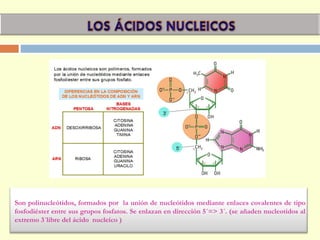 Son polinucleótidos, formados por la unión de nucleótidos mediante enlaces covalentes de tipo
fosfodiéster entre sus grupos fosfatos. Se enlazan en dirección 5´=> 3´. (se añaden nucleotidos al
extremo 3´libre del ácido nucleíco )
 