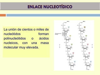 La unión de cientos o miles de
nucleótidos forman
polinucleótidos o ácidos
nucleicos, con una masa
molecular muy elevada.
 