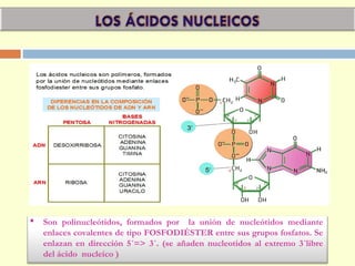  Son polinucleótidos, formados por la unión de nucleótidos mediante
enlaces covalentes de tipo FOSFODIÉSTER entre sus grupos fosfatos. Se
enlazan en dirección 5´=> 3´. (se añaden nucleotidos al extremo 3´libre
del ácido nucleíco )
 