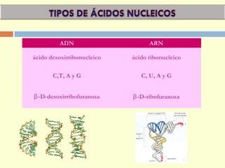 ADN ARN
ácido desoxirribonucleico ácido ribonucleico
C,T, A y G C, U, A y G
β-D-desoxirribofuranosa β-D-ribofuranosa
 