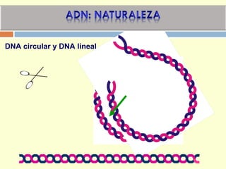 DNA circular y DNA lineal
 