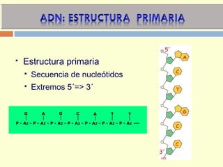  Estructura primaria
 Secuencia de nucleótidos
 Extremos 5´=> 3´
 