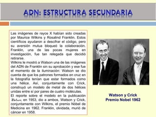 Watson y Crick
Premio Nobel 1962
Las imágenes de rayos X habían sido creadas
por Maurice Wilkins y Rosalind Franklin. Estos
científicos ayudaron a descifrar el código, pero
su aversión mutua bloqueó la colaboración.
Franklin, una de las pocas mujeres en
investigación, fue tan relegada que decidió
retirarse.
Wilkins le mostró a Watson una de las imágenes
del ADN de Franklin sin su aprobación y ese fue
el momento de la iluminación: Watson se dio
cuenta de que los patrones formados en cruz en
la fotografía tenían que estar formados como
una hélice. Así, conjuntamente con Crick,
construyó un modelo de metal de dos hélices
unidas entre sí por pares de cuatro moléculas.
El reporte sobre el modelo en la publicación
Nature, en 1953, dio a ambos, Watson y Crick,
conjuntamente con Wilkins, el premio Nóbel de
Medicina en 1962. Franklin, olvidada, murió de
cáncer en 1958.
 