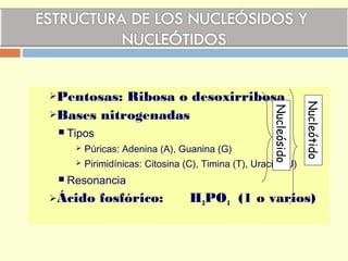 Pentosas: Ribosa o desoxirribosa
Bases nitrogenadas
 Tipos
 Púricas: Adenina (A), Guanina (G)
 Pirimidínicas: Citosina (C), Timina (T), Uracilo (U)
 Resonancia
Ácido fosfórico: H3PO4 (1 o varios)
Nucleósido
Nucleótido
 