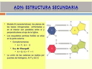  Modelo B (características): los planos de
las bases nitrogenadas enfrentadas y
en el interior son paralelos entre sí y
perpendiculares al eje de la hélice.
 Los esqueletos pentosa fosfato se sitúa
en la parte externa
 Complementarias
 A = T; G = C
 Ley de Chargaff:
 A + G / C + T = 1
 La unión de las cadenas se realiza por
puentes de hidrógeno. A=T y GΞ C
 