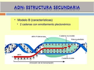  Modelo B (características)
 2 cadenas con enrollamiento plectonémico
 