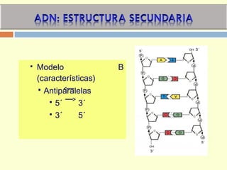  Modelo B
(características)
 Antiparalelas
 5´ 3´
 3´ 5´
 
