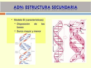  Modelo B (características)
 Disposición de las
bases
 Surco mayor y menor
 Dimensiones
 