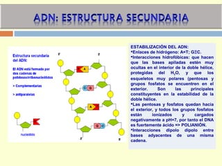 ESTABILIZACIÓN DEL ADN:
Enlaces de hidrógeno: A=T; GΞC.
Interacciones hidrofóbicas: que hacen
que las bases apiladas estén muy
ocultas en el interior de la doble hélice,
protegidas del H2O, y que los
esqueletos muy polares (pentosas y
grupos fosfatos se encuentren en el
exterior. Son las principales
constituyentes en la estabilidad de la
doble hélice.
Las pentosas y fosfatos quedan hacia
el exterior, y todos los grupos fosfatos
están ionizados y cargados
negativamente a pH=7, por tanto el DNA
es fuertemente ácido => POLIANIÓN.
Interacciones dipolo dipolo entre
bases adyacentes de una misma
cadena.
 