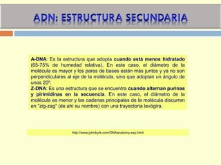 A-DNA: Es la estructura que adopta cuando está menos hidratado
(65-75% de humedad relativa). En este caso, el diámetro de la
molécula es mayor y los pares de bases están más juntos y ya no son
perpendiculares al eje de la molécula, sino que adoptan un ángulo de
unos 20º.
Z-DNA: Es una estructura que se encuentra cuando alternan purinas
y pirimidinas en la secuencia. En este caso, el diámetro de la
molécula es menor y las cadenas principales de la molécula discurren
en "zig-zag" (de ahí su nombre) con una trayectoria levógira.
http://www.johnkyrk.com/DNAanatomy.esp.html
 