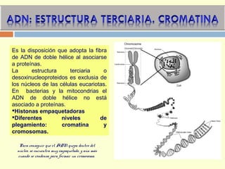 Para conseguir que el ADN quepa dentro del
núcleo, se encuentra muy empaquetado, y aún más
cuando se condensa para formar un cromosoma.
Es la disposición que adopta la fibra
de ADN de doble hélice al asociarse
a proteínas.
La estructura terciaria o
desoxinucleoproteidos es exclusia de
los núcleos de las células eucariotas.
En bacterias y la mitocondrias el
ADN de doble hélice no está
asociado a proteínas.
Histonas empaquetadoras
Diferentes niveles de
plegamiento: cromatina y
cromosomas.
 