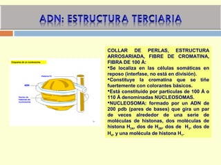 COLLAR DE PERLAS, ESTRUCTURA
ARROSARIADA, FIBRE DE CROMATINA,
FIBRA DE 100 Å:
Se localiza en las células somáticas en
reposo (interfase, no está en división).
Constituye la cromatina que se tiñe
fuertemente con colorantes básicos.
Está constituido por partículas de 100 Å o
110 Å denominadas NUCLEOSOMAS.
NUCLEOSOMA: formado por un ADN de
200 pdb (pares de bases) que gira un par
de veces alrededor de una serie de
moléculas de histonas, dos moléculas de
histona H2A, dos de H2B, dos de H3, dos de
H4, y una molécula de histona H1.
 