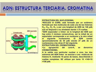 ESTRUCTURA DEL NUCLEOSOMA:
NÚCLEO O CORE: está formado por un octámero
formado por dos moléculas de cada una de las histonas
H2A, H2B, H3, H4, y por una longitud de ADN de 146 pdb
que se disponen a su alrededor dando 1,75 vueltas.
ADN espaciador o linker: es la longitud del ADN que
hay entre 2 núcleos consecutivos, así la mitad de un
espaciador corresponde a un nucleoma y la otra mitad
al siguiente nucleosoma. El ADN consta
aproximadamente de 54 pdb siendo 27 pdb de un
nucleosoma y las otras 27 del siguiente.
ESTRUCTURA DEL CROMATOSOMA:
La agrupación del core-H1 se denomina
CROMATOSOMA.
A la salida una particular nuclear o core, los dos
extremos del ADN linker se asocian a una molécula de
histona H1 mediante 10 pares de bases, describiendo 2
vueltas completas. SE utilizan por tanto 10 +146+10
=156 pdb.
 