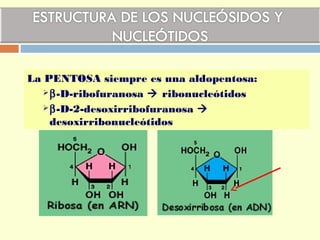 La PENTOSA siempre es una aldopentosa:
β-D-ribofuranosa  ribonucleótidos
β-D-2-desoxirribofuranosa 
desoxirribonucleótidos
 