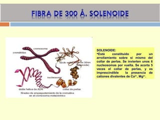 SOLENOIDE:
Está constituido por un
arrollamiento sobre sí mismo del
collar de perlas. Se invierten unos 6
nucleosomas por vuelta. Se acorta 5
veces el collar de perlas, y es
imprescindible la presencia de
cationes divalentes de Ca2+
, Mg2+
.
 