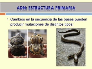  Cambios en la secuencia de las bases pueden
producir mutaciones de distintos tipos:
 