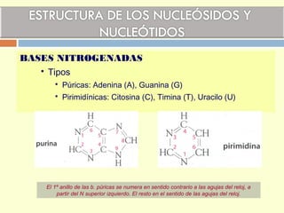 BASES NITROGENADAS
 Tipos
 Púricas: Adenina (A), Guanina (G)
 Pirimidínicas: Citosina (C), Timina (T), Uracilo (U)
El 1º anillo de las b. púricas se numera en sentido contrario a las agujas del reloj, a
partir del N superior izquierdo. El resto en el sentido de las agujas del reloj.
 
