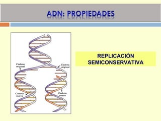 REPLICACIÓN
SEMICONSERVATIVA
 