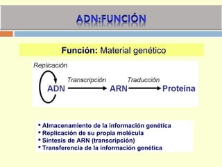 Función: Material genético
 Almacenamiento de la información genética
 Replicación de su propia molécula
 Síntesis de ARN (transcripción)
 Transferencia de la información genética
 